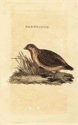 Perdiz gris, Perdix perdix