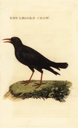 Chova piquirroja, Pyrrhocorax pyrrhocorax