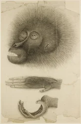 La cabeza y las manos de un orangután, c.1818-30 (lápiz y acuarela sobre papel)