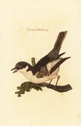 Lavandera blanca, Motacilla alba