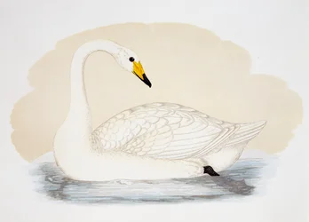 Cisne salvaje (Cygnus cygnus), grabado, Reino Unido
