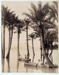 Un palmeral al pie de las pirámides de Egipto - fotografía de los hermanos Zangali, finales del siglo XIX