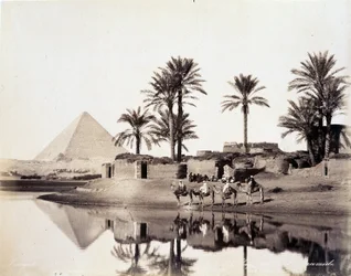 Camellos bebiendo al pie de las pirámides de Egipto - fotografía de los Hermanos Zangali, finales del siglo XIX