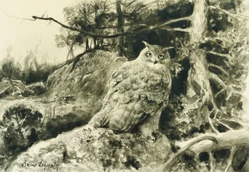 Búho Real (Bubo Bubo)