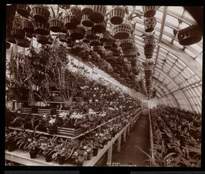 Orquídeas en un invernadero en la finca de Helen Gould (antigua residencia de Jay Gould) en Tarrytown, Nueva York, 1894