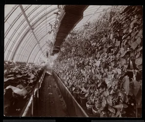 Orquídeas en un invernadero en la finca de Helen Gould (residencia tardía de Jay Gould) en Tarrytown, Nueva York, 1894