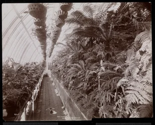 Plantas en un invernadero en la finca de Helen Gould (antigua residencia de Jay Gould) en Tarrytown, Nueva York, 1894