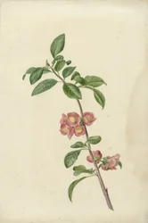 Rama floreciente de cerezo japonés