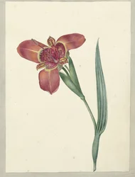Flor llamada Ferraria Tigrina