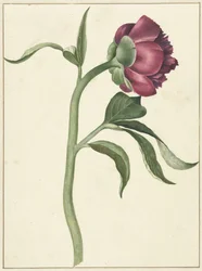 Flor de la peonía