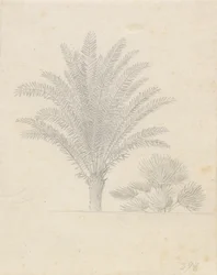 Palmera y grupo de hojas