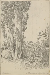 Álamos y plantas silvestres en Hannau