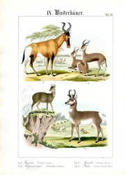 Rumiantes africanos de la sabana