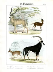 Antílopes africanos y asiáticos