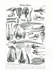 Ilustración anatómica de mamíferos marinos