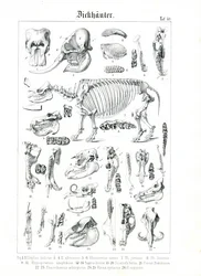 Ilustración anatómica de paquidermos