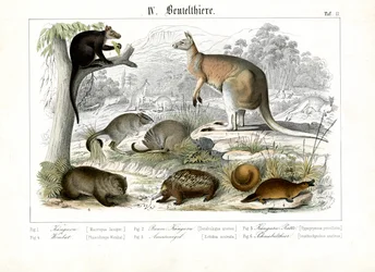 Marsupiales y monotremas australianos