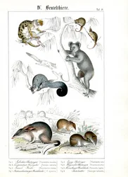 Marsupiales australianos en su hábitat natural