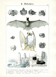 Los murciélagos y su anatomía