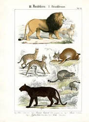 Grandes felinos y pequeños felinos