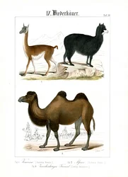Camélidos de Sudamérica y Asia