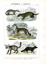 Carnívoros de la familia de los cánidos y mustélidos