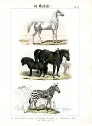 Equinos: Caballos y cebras