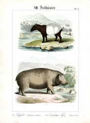 Hipopótamo y tapir