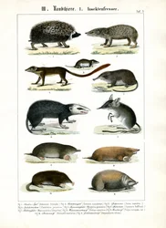 Mamíferos insectívoros