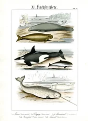 Los mamíferos marinos y sus características anatómicas