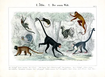 Monos del Nuevo Mundo