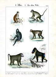 Más especies de monos del Viejo Mundo