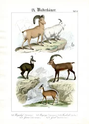Rumiantes de montaña