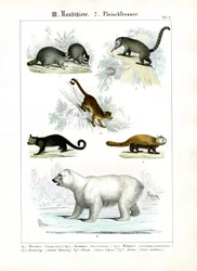 Pequeños carnívoros y oso polar