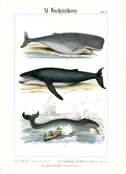 Cachalote, ballena jorobada y caza de ballenas
