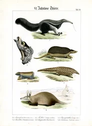Animales sin dientes: Osos hormigueros, perezosos y armadillos