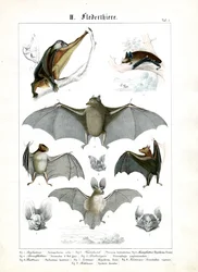 Varias especies de murciélagos