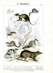 Varios marsupiales de Australia y América