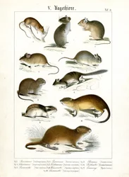 Varias especies de roedores