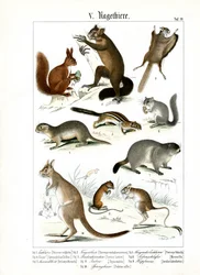 Varias especies de roedores de Europa y América