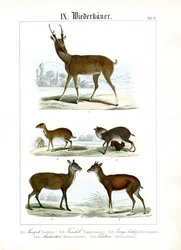 Varios pequeños rumiantes de Asia