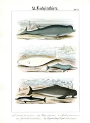 Ballenas y delfines en sus hábitats marinos