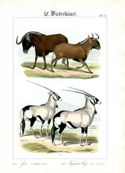 Ñu y gacela