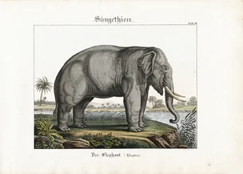 Elefante africano
