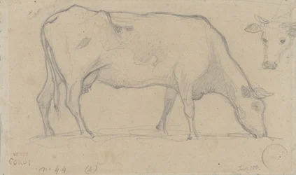 Vaca pastando, arriba a la derecha la cabeza de otra vaca