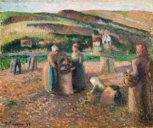 Recogiendo patatas, 1893