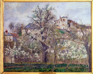 Primavera, flores de ciruelo en Pontoise