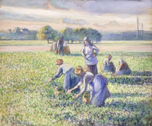 La cosecha de guisantes, 1887