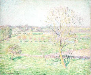 Un campo con un nogal en primavera