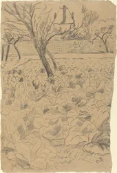 El campo de coles
